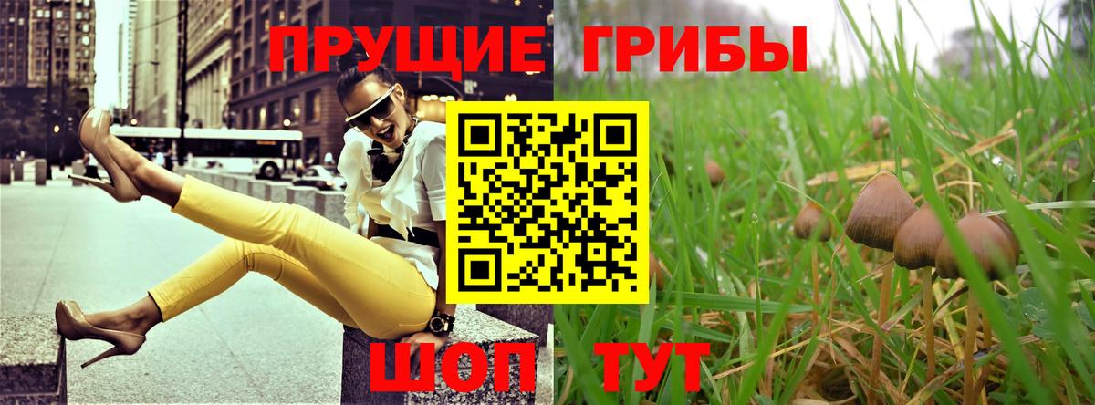 Черкесск  где можно купить   Вход с VPN  Псилоцибиновые грибы прущие грибы  Галлюциногенные грибы Psilocybe 